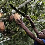 Nothing Tastes as Decadent as Child Exploitation: Systemic Slavery in the Cocoa Industry